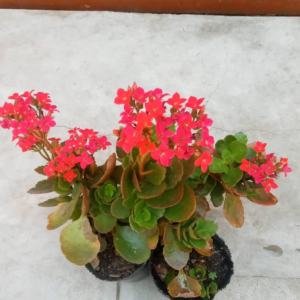 Vivero - Kalanchoe de flor roja grande