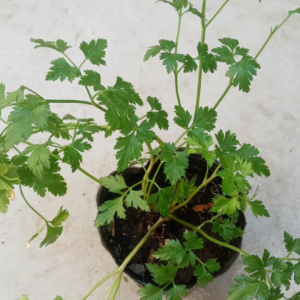 Vivero - Planta de Perejil