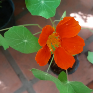 Vivero - Taco de Reina