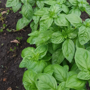 Albahaca agroecológica de Quintas Agroprimavera x atado