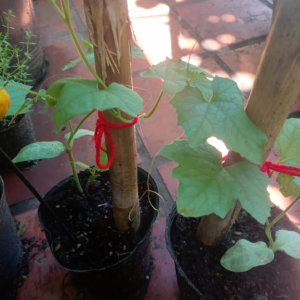 Planta Enredadera LUFA (Esponja vegetal)