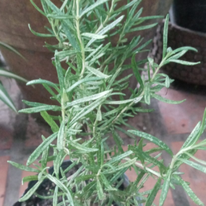 Plantín de Romero mediano