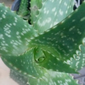 Plantin de jardin - Aloe Vera Gigante