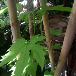 Planta enredadera de Pepino rugoso