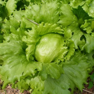Lechuga Capuchina Orgánica de Quintas Agroprimavera x 500grs.