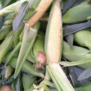 Choclo Agroecológico de Buenas Raíces x unidad