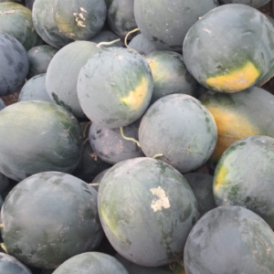 Sandia Baby Agroecológica de Don Luis