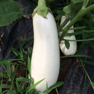 Berenjena BLANCA agroecológica de Quintas Agroprimavera x kg