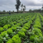 Lechuga Verde/Morada Mantecosa Orgánica de Oso x500grs aprox