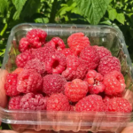 CONGELADO - Frambuesas agroecológicas de Finca la Resurrección x250grs.