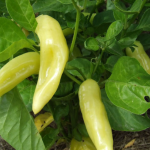 Ají Vinagre Cristal de Sembra x1/2kg