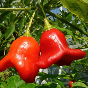 Ají Campanita Agroecológico de Che Verde x250grs