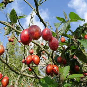 Tomate de árbol Agroecológico de Finca Ecotipa x250grs.