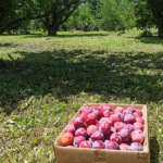 Ciruela Santa Rosa Agroecológica de La Resurrección (Lobos) x1kg