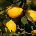 Limón Agroecológico de UTT xkg