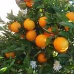Naranja Verano Agroecológica de Don Luis xkg
