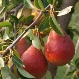 Pera Red Danjou Orgánicas de Finca Pluma Azul xkg