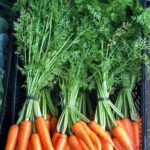 Zanahoria Agroecológica de Agroprimavera x atado